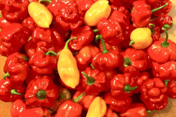 super-hot-peppers