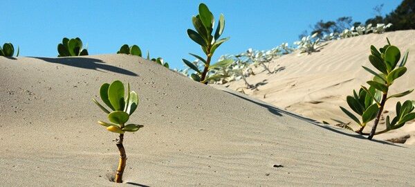 desert