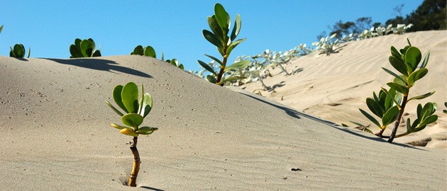 desert