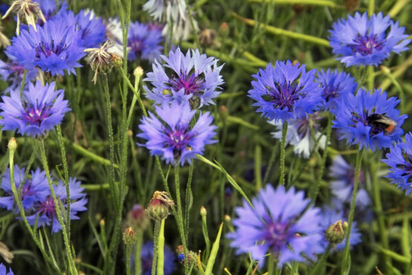 LES JUIFS DU MAROC ET LA TRADITION, PAR THÉRÈSE ZRIHEN-DVIR Cornflowers_(Centaurea_cyanus),_New_Holland,_North_Lincolnshire