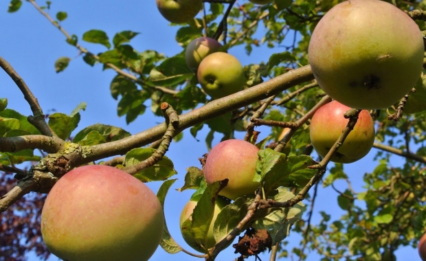 pommes