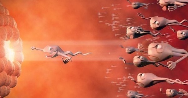 sperm