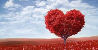 amour