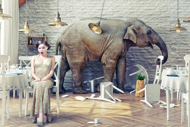 elephant