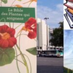 plantes