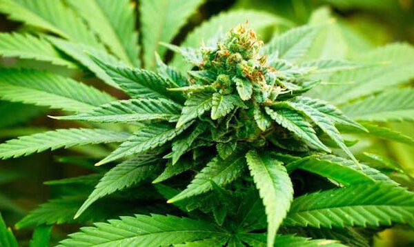 Cannabis-Flower-1