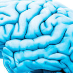 brain
