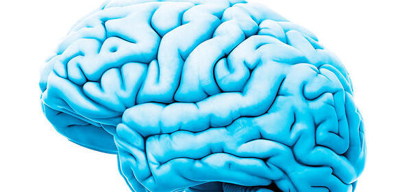 brain