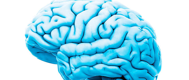 brain