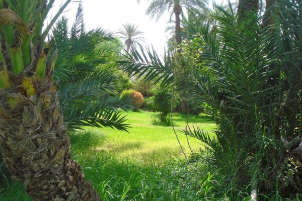 taroudant