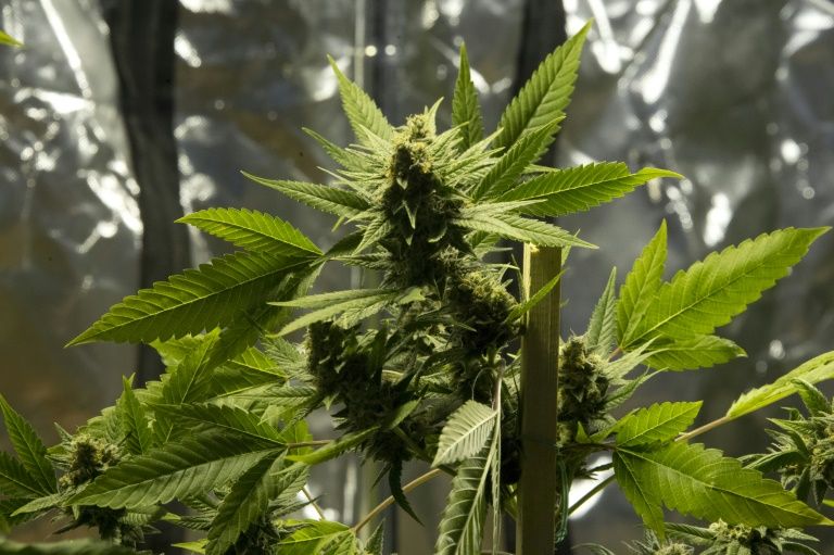 cannabis