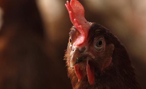 poules
