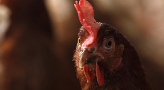 poules