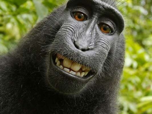 selfie-singe