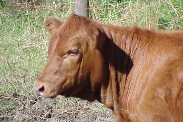 vache