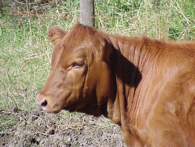 vache