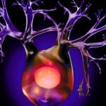 cerveau1