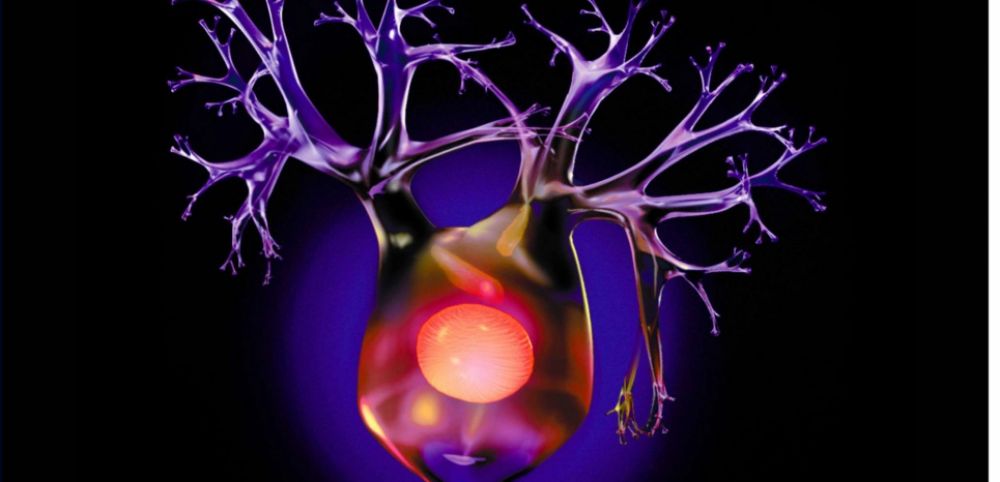 cerveau1