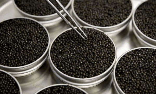 caviar