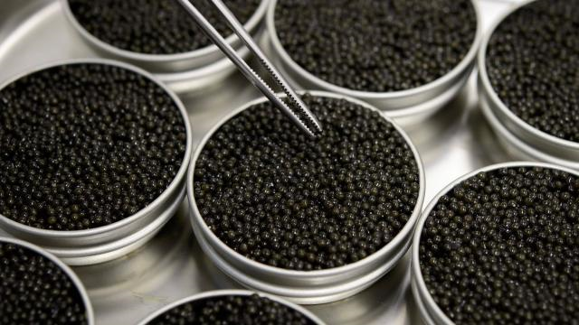 caviar