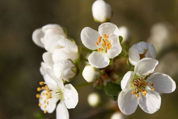 eau-de-fleur-doranger