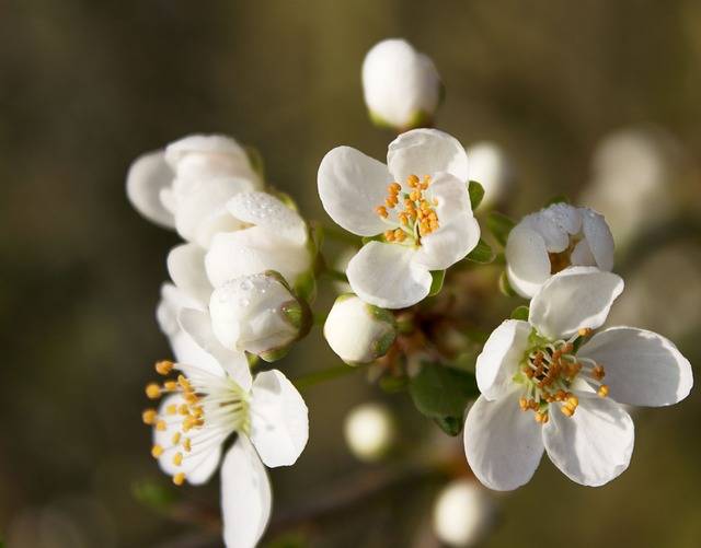eau-de-fleur-doranger
