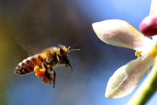 pollen