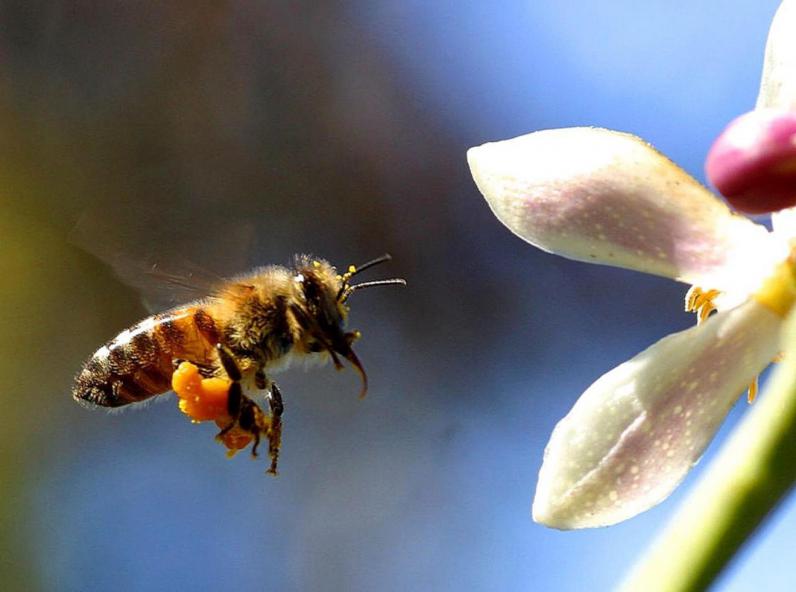 pollen