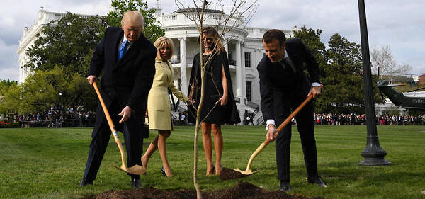 arbre-usfrance