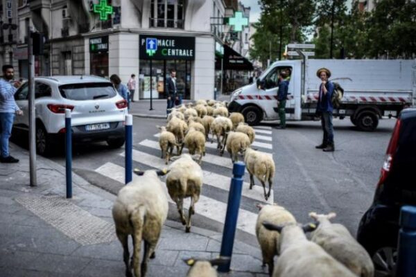 moutons
