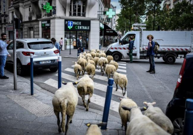 moutons