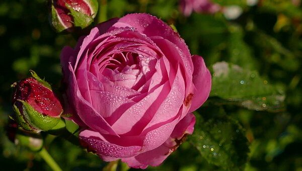 rose-1602539__340