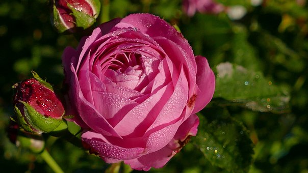 rose-1602539__340