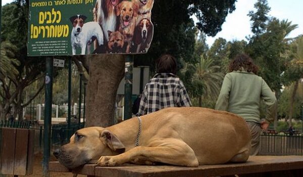 tel-aviv-la-ville-ou-les-chiens-sont-rois