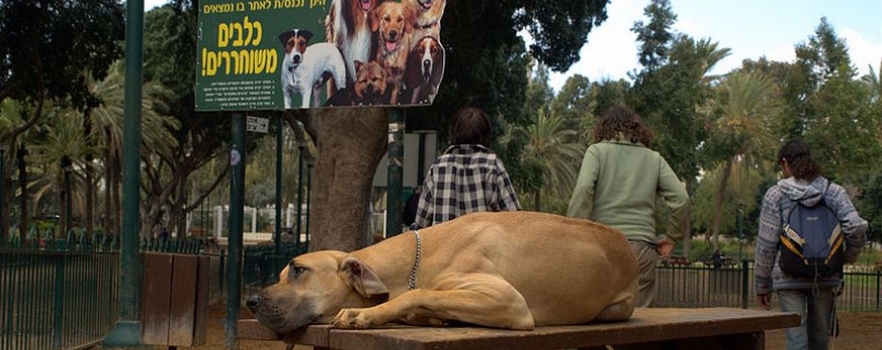tel-aviv-la-ville-ou-les-chiens-sont-rois