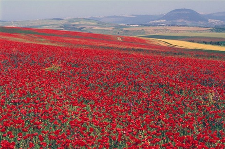coquelicot