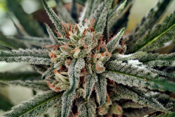 cannabis1