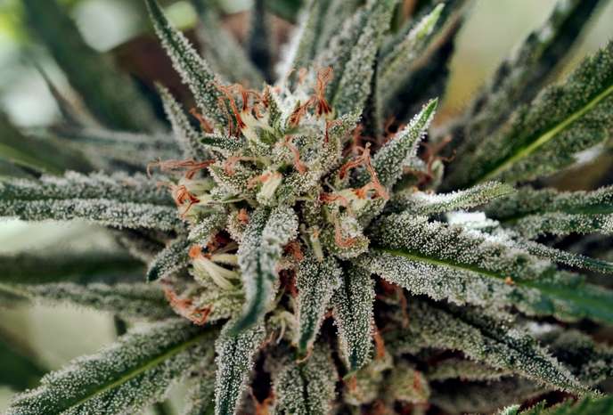 cannabis1