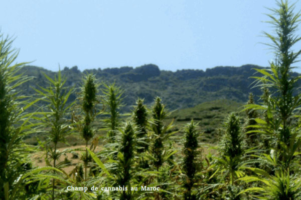cannabis1