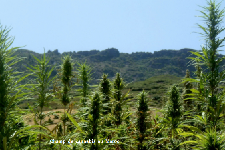 cannabis1