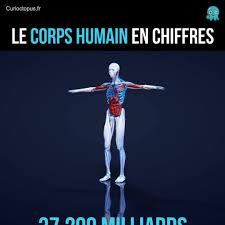 Le corps humain en chiffres corps-humain
