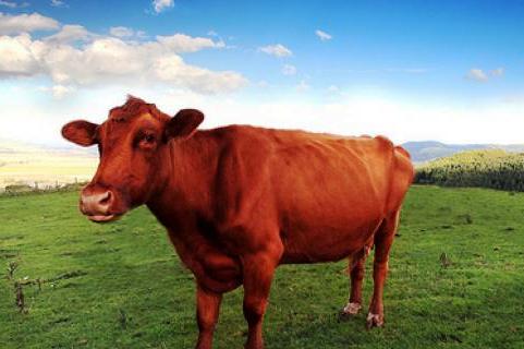 vache-rousse