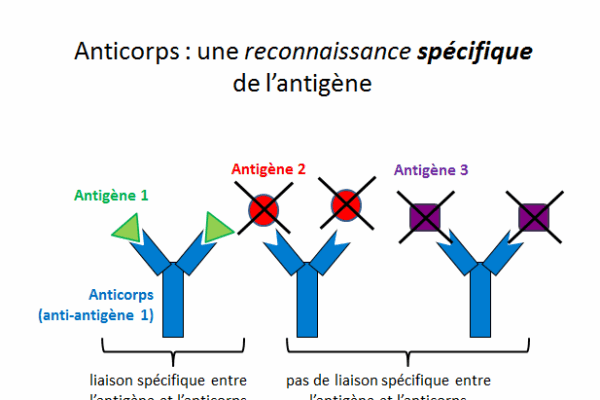 anticorps