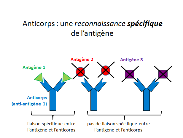anticorps