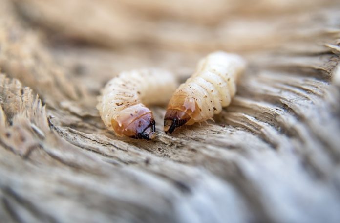 bigstock-Two-Little-Woodworms-Lies-On-T-231638923-עותק-696x456