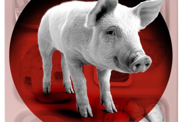 decrypteurs_porc-dorval