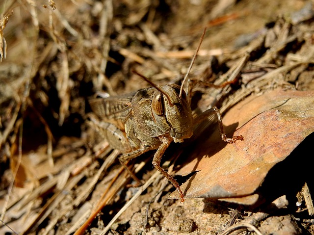 Sauterelle-Pixa