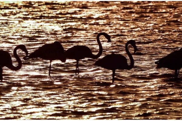 flamands