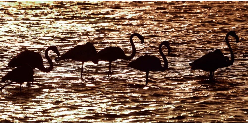 flamands