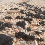 sea_turtles_tar_beach-1140x570